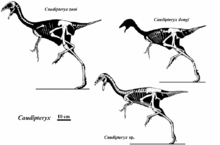 Skeletal restorations of three specimens Caudipteryx.gif