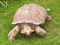 Centrochelys sulcata, deserto do norte africano.