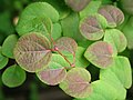 Cercidiphyllum japonicum JPG01b.jpg