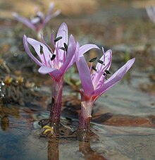 Colchicum figlalii (O. Varol) Parolly & Eren: This punctual endemic of Sandras Dag, a serpentine mountain near Mugla, was described as new to science in 1995. Colchicum figlalii.jpg