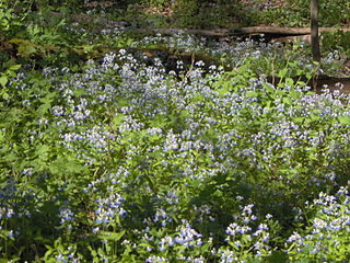 <i>Collinsia verna</i> Species of flowering plant