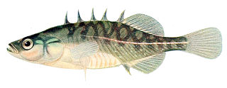 <span class="mw-page-title-main">Brook stickleback</span> Species of fish