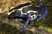 Dendrobates tinctorius