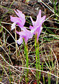 Aréthuse bulbeuse (Arethusa bulbosa) près de l'étang Western Brook.