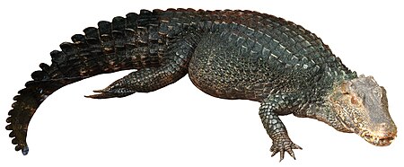 A full-body image of Cuvier's dwarf caiman to demonstrate scale arrangement