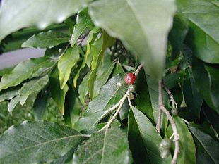 Skærmsølvblad (Elaeagnus umbellata).