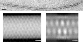 <i>Lipothrixviridae</i> Family of viruses