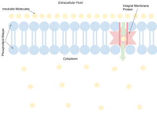 <span class="mw-page-title-main">Facilitated diffusion</span> Biological process