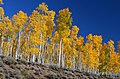 Image 45Pando, considered one of the heaviest and oldest organisms on Earth. (from Utah)