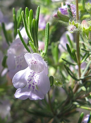 <i>Conradina</i> Genus of flowering plants