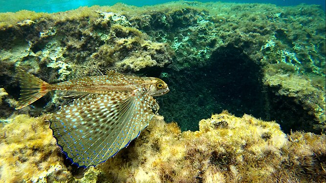 Flying Gurnard - Rundunell (Dactylopterus volitans) Photograph: Saviour Bonnici