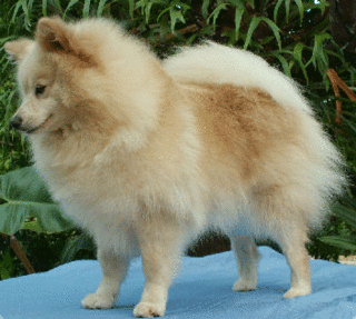 German Spitz Dog breed