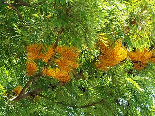 <i>Grevillea robusta</i> Species of shrub in the family Proteaceae endemic to eastern Australia