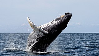 <span class="mw-page-title-main">Stellwagen Bank National Marine Sanctuary</span> Marine protected area of Massachusetts, USA