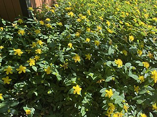 <i>Hypericum calycinum</i> Species of flowering plant in the St Johns wort family Hypericaceae