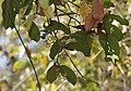 Ixora brachiata in Kinnerasani Wildlife Sanctuary, Andhra Pradesh, India.