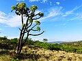 'n Jong kiepersol in die Klipriviersberg-natuurreservaat