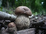 Leccinum duriusculum