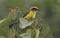 Lemon-browed Flycatcher.jpg