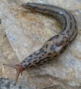 <i>Limax maximus</i> Species of slug