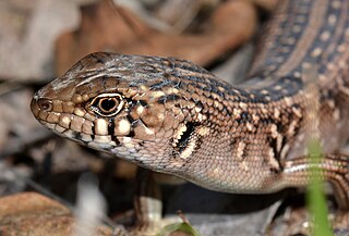 <span class="mw-page-title-main">Bull skink</span> Species of lizard