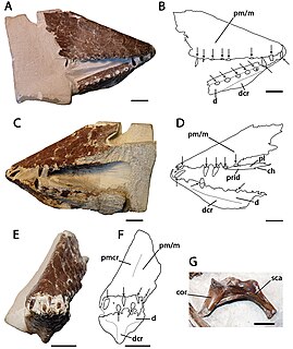 <i>Lonchodraco</i> Genus of lonchodraconid pterosaur from the Cretaceous period