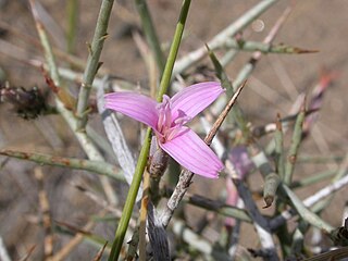 <i>Pleiacanthus</i>