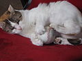 Manx cat using baseball