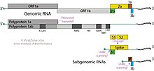 Mesonivirus genome Mesonivirus genome.jpg