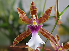 Miltonia clowesii
This species has the same color pattern of M. russelliana, however, with a whiter labellum. On the other hand, M. clowesii flowers pointed segments are larger and wide opened making it look like a spider. Miltonia clowesii cz.jpg