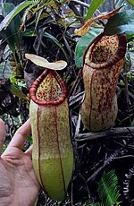 Thumbnail for Nepenthes malayensis