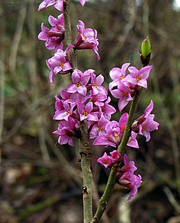 Paprastasis žalčialunkis (Daphne mezereum)