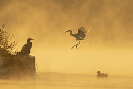 Phalacrocorax carbo, Egretta garzetta and Mareca strepera in Taudha Lake