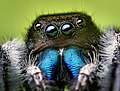 Gesicht von Phidippus audax (männliches Tier)