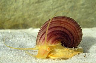 <i>Pomacea</i> Genus of gastropods