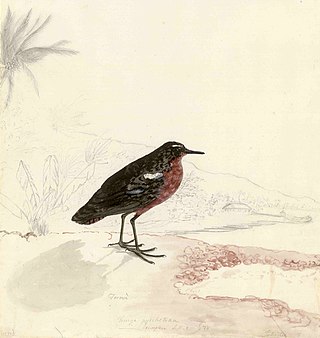 <span class="mw-page-title-main">Tahiti sandpiper</span> Extinct species of sandpiper