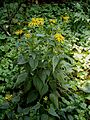 Rudbeckia fulgida