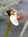 Inflorescence