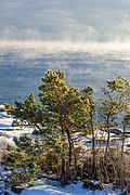 Scots Pine, Haninge Municipality, Stockholm archipelago