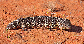 <i>Tiliqua rugosa</i> Species of lizard