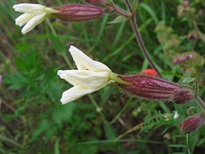 Puutjepaap (Silene latifolia)