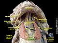 Hyoglossus muscle