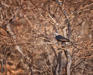 <span class="mw-page-title-main">Socotra starling</span> Species of bird