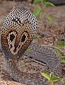 Indian cobra