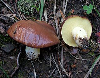 <i>Suillus brevipes</i> Species of edible fungus in the family Suillaceae found throughout North America