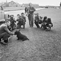 Fala poses for a battery of press photographers while they wait for news of the deliberations at the Quebec Conference (August 1943)