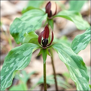 <i>Trillium recurvatum</i> Species of plant