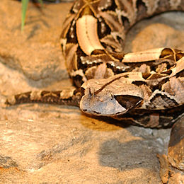 Gabono angis (Bitis gabonica)