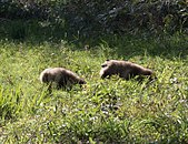 Tanuki (Japanese raccoon dogs)