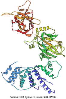 Human DNA ligase IV, from PDB 3W5O. 3w5o DNA-ligase rib.png